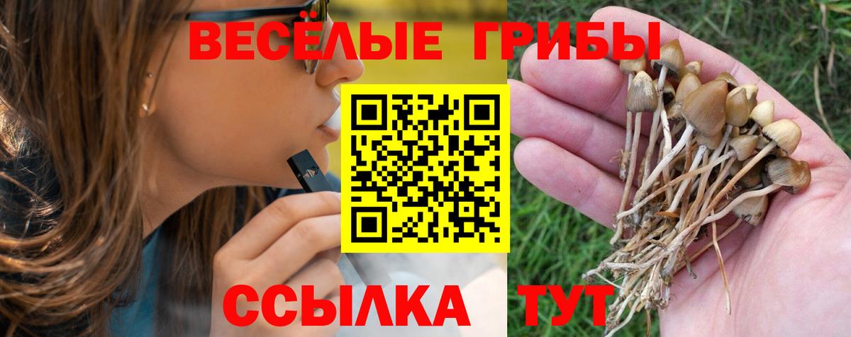 Псилоцибиновые грибы Psilocybine cubensis Донской